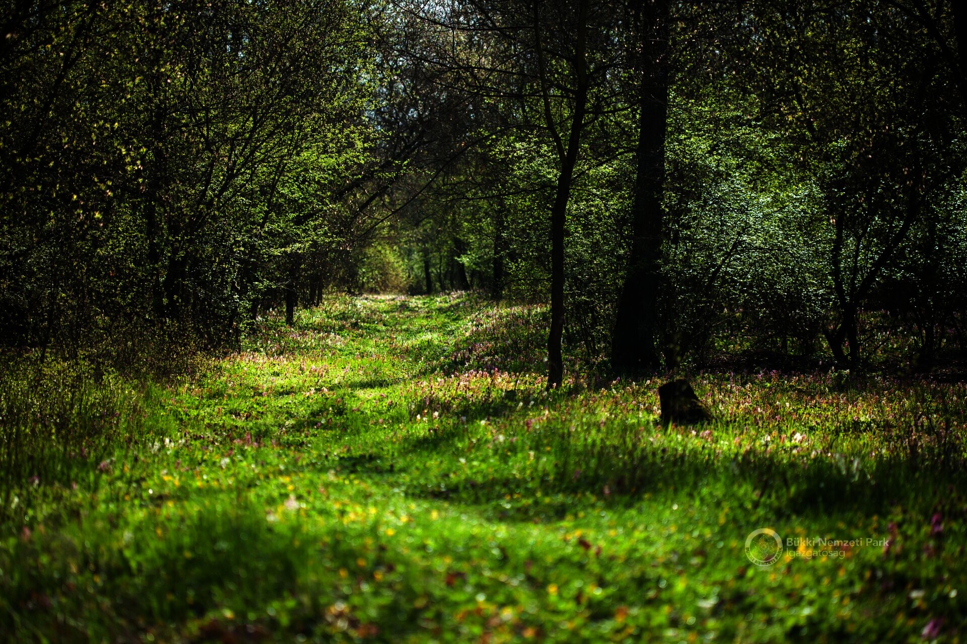 01 A Kerecsendi erdő kora tavasszal
