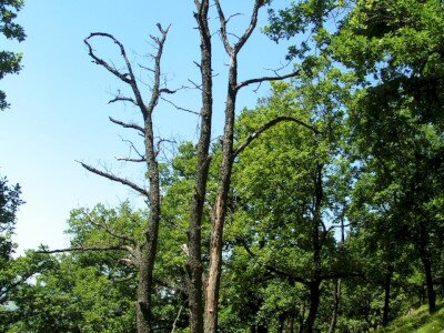                                                                                                                              