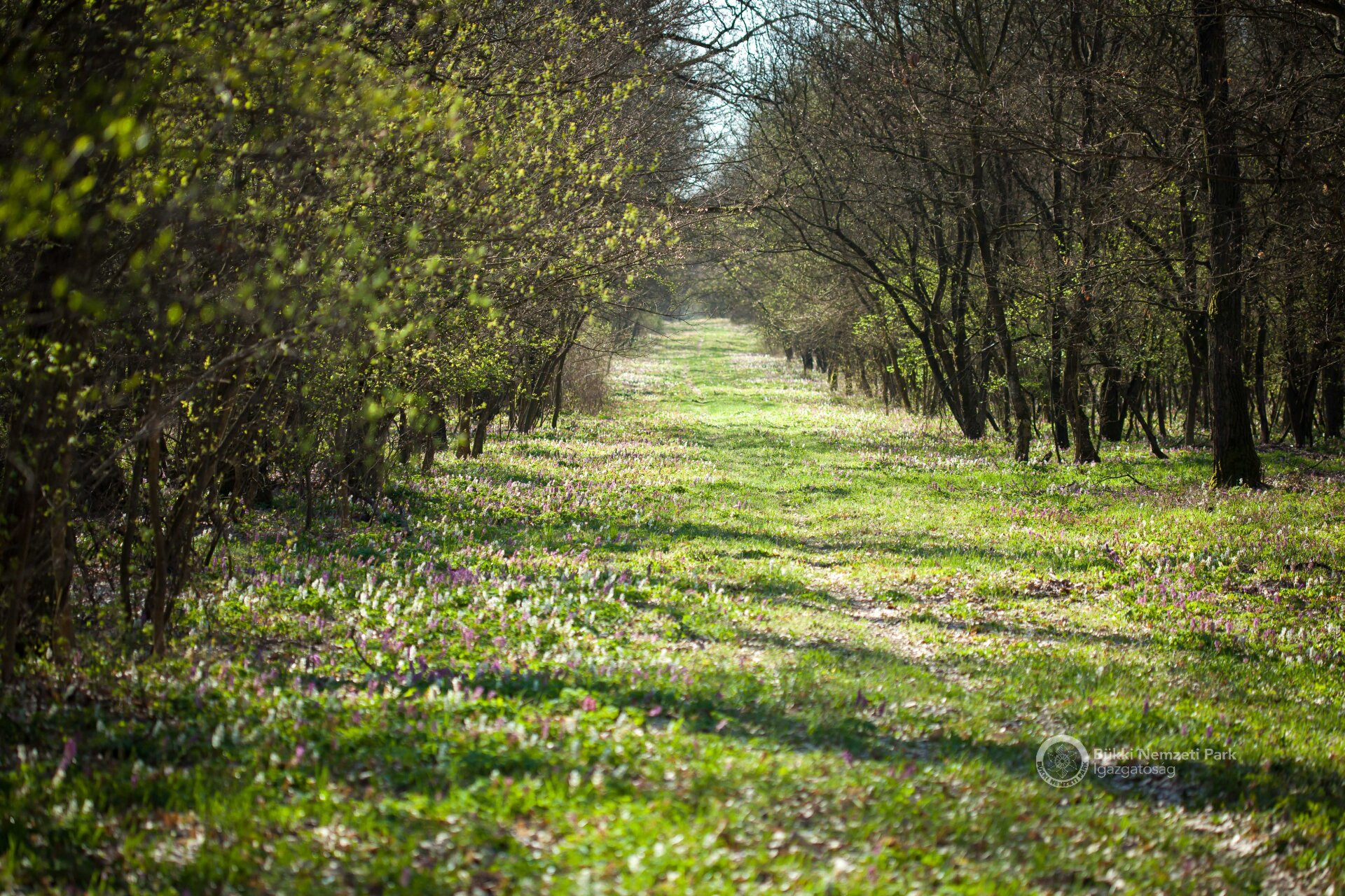 03 Gyalogút a régi erdészeti úton