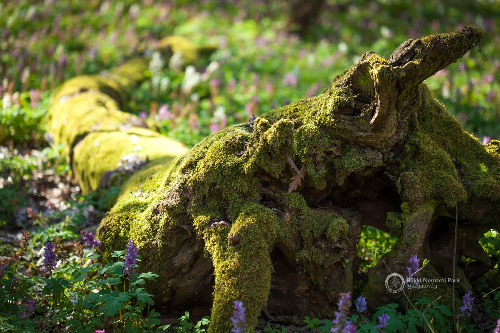 04 Helyben korhadó fekvő holtfa
