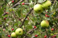 Őrizzük meg régi gyümölcsfajtáinkat – Újra oltónapok a Bükki Nemzeti Park Igazgatóságnál