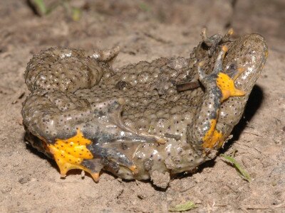                                                                           