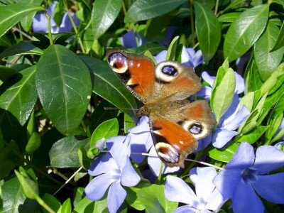                                                                                                                              