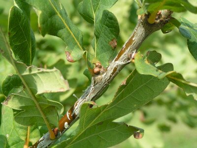                                                                                                                              