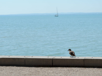                                                                                                                                 