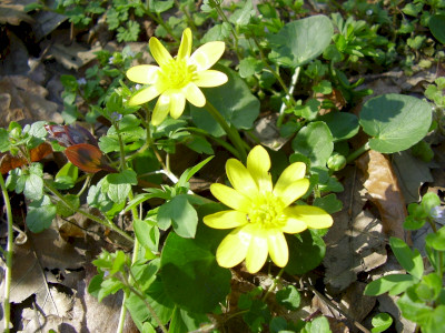                                                                                                                              