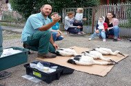Fehér gólya gyűrűzések a Bükki Nemzeti Park Igazgatóság működési területén