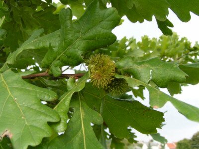                                                                                                                              