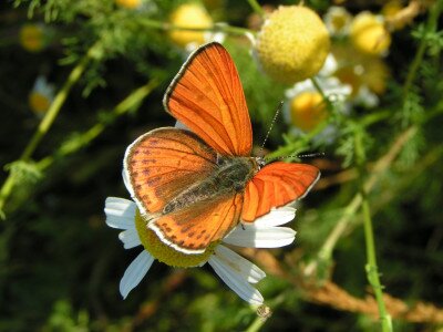                                                                                                                              