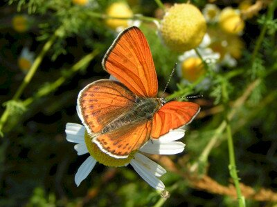                                                                                                                              