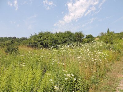                                                                                                                                 