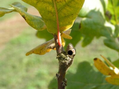                                                                                                                              