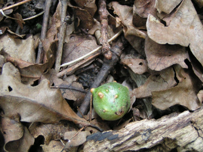                                                                                                                              