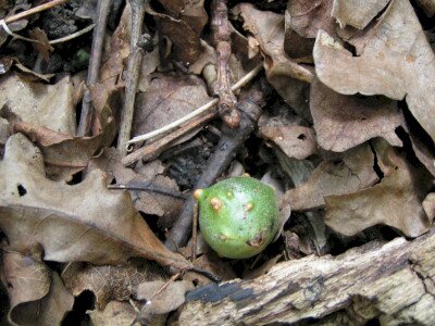                                                                                                                              