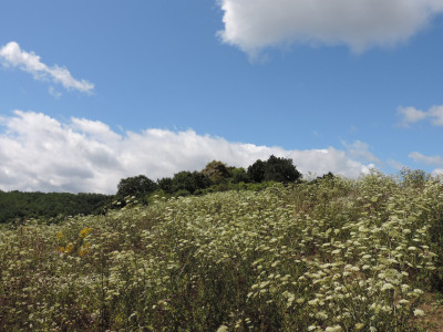                                                                                                                                 