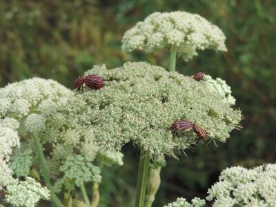                                                                                                                                 