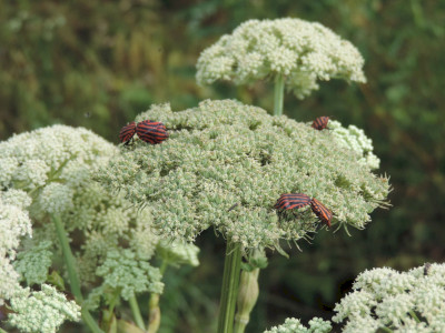                                                                                                                                 