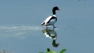 A BorsodChem Zrt. üzemterületének madárélőhelyei