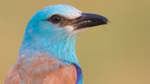 A Bükki Nemzeti Park Igazgatóság "legöregebb" szalakótái
