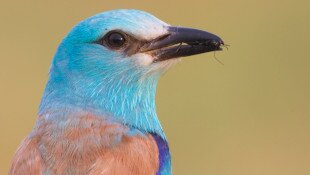 A Bükki Nemzeti Park Igazgatóság "legöregebb" szalakótái