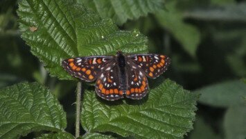 A díszes tarkalepke (Euphydryas maturna) újabb előfordulásai a Mátrában