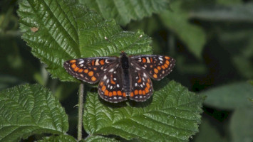 A díszes tarkalepke (Euphydryas maturna) újabb előfordulásai a Mátrában
