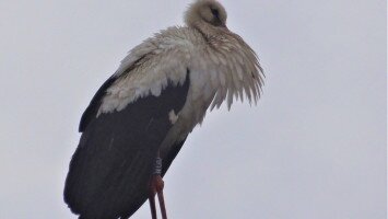 A gyűrűs gólya egy verpeléti kéményen