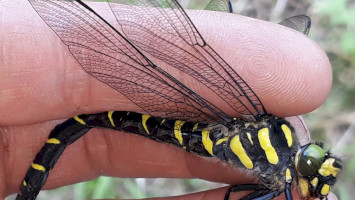 A hálóba tévedt ritkaság