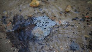 A kácsi fantom titka - újabb védelmet kap az egyedülálló csigaközösség és élőhelye