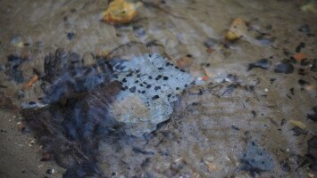 A kácsi fantom titka - újabb védelmet kap az egyedülálló csigaközösség és élőhelye