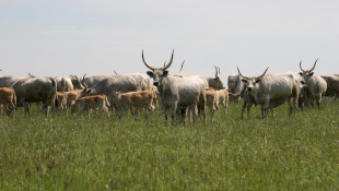 A LIFE IP GRASSLAND-HU projekt, legeltetés, füves puszták, sztyeppek, irtásrétek 
