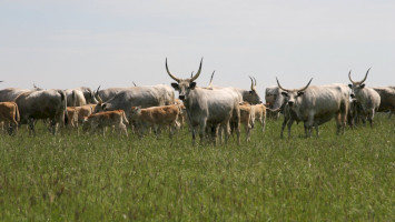 A LIFE IP GRASSLAND-HU projekt, legeltetés, füves puszták, sztyeppek, irtásrétek 