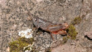 Álolaszsáska napozik egy sziklán.