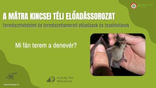 A Mátra Kincsei téli előadássorozat - Mi fán terem a denevér?