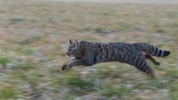 Amikre büszkék lehetünk: a nálunk élő vadmacskák