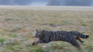 Amikre büszkék lehetünk: a nálunk élő vadmacskák