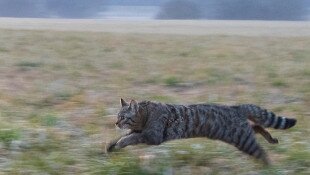 Amikre büszkék lehetünk: a nálunk élő vadmacskák