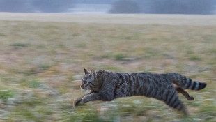 Amikre büszkék lehetünk: a nálunk élő vadmacskák