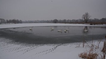 Amit a madárinfluenzáról tudni kell