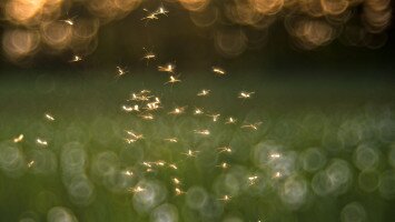 A "nemszeretem" szúnyogokról: jelentéktelen a külsejük, a szerepük mégis jelentős
