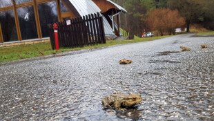 Áprilisi békák a Miocén Ősvilágban