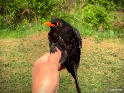 fekete_rigo_Ilku György