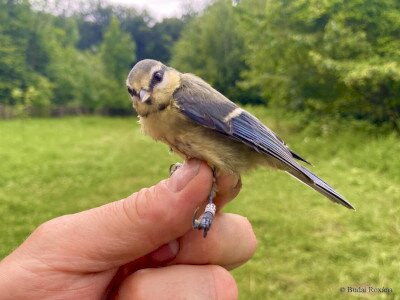 kek_cinege_Budai Roxana