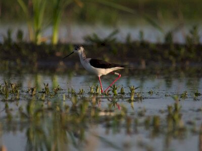 ASCII                                       