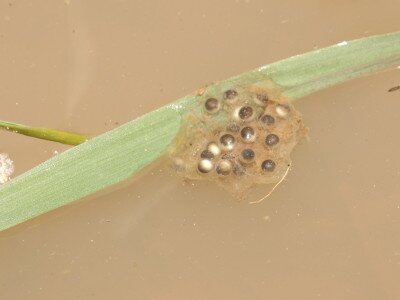 ASCII                                       