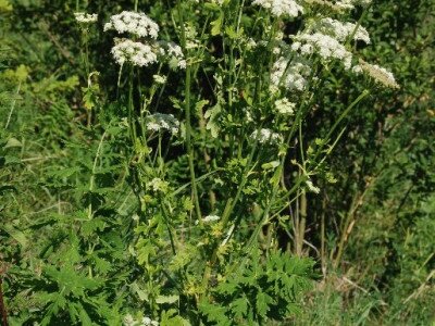 ASCII                                       