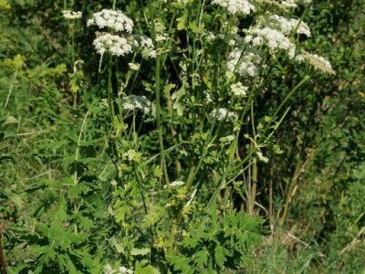 ASCII                                       