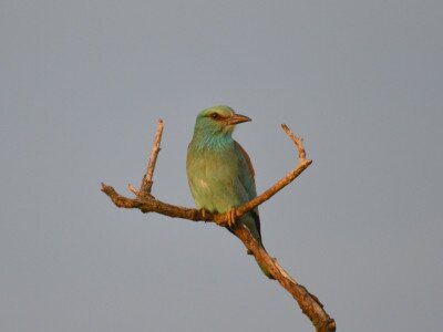 ASCII                                       