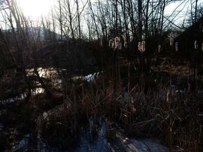 ASCII                                       