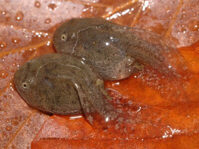 ASCII                                       